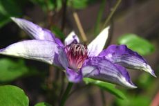 Clematis-lila-4.jpg